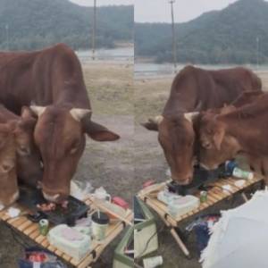 浙江女子露营烤肉 被突然闯入牛群吃光