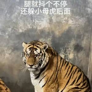 动物园东北虎打疫苗吓到发抖 网友笑：百兽之王也怕打针