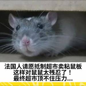 法国人请愿抵制超市卖粘鼠板：这样对鼠鼠太残忍了！最终超市顶不住压力...
