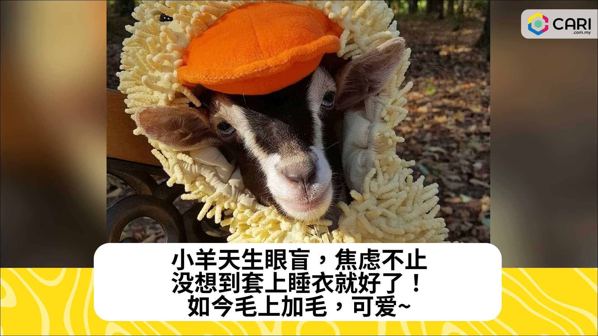 小羊天生眼盲，焦虑不止。没想到套上睡衣就好了！如今毛上加毛，可爱~