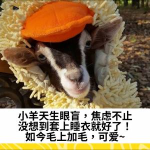 小羊天生眼盲，焦虑不止。没想到套上睡衣就好了！如今毛上加毛，可爱~