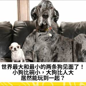 世界最大和最小的两条狗见面了！小狗比碗小，大狗比人大，居然能玩到一起？