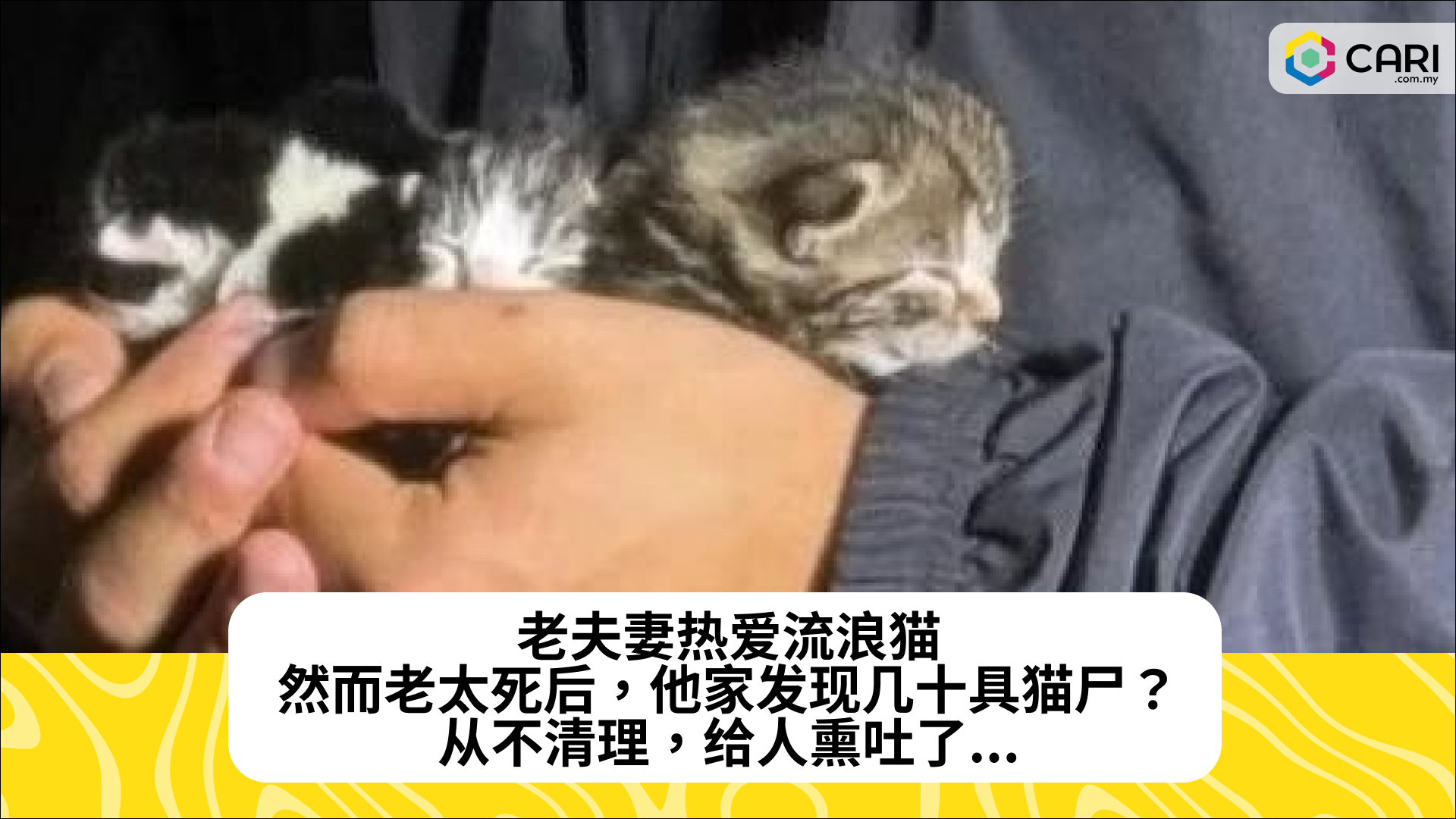 老夫妻热爱流浪猫，然而老太死后，他家发现几十具猫尸？从不清理，给人熏吐了...