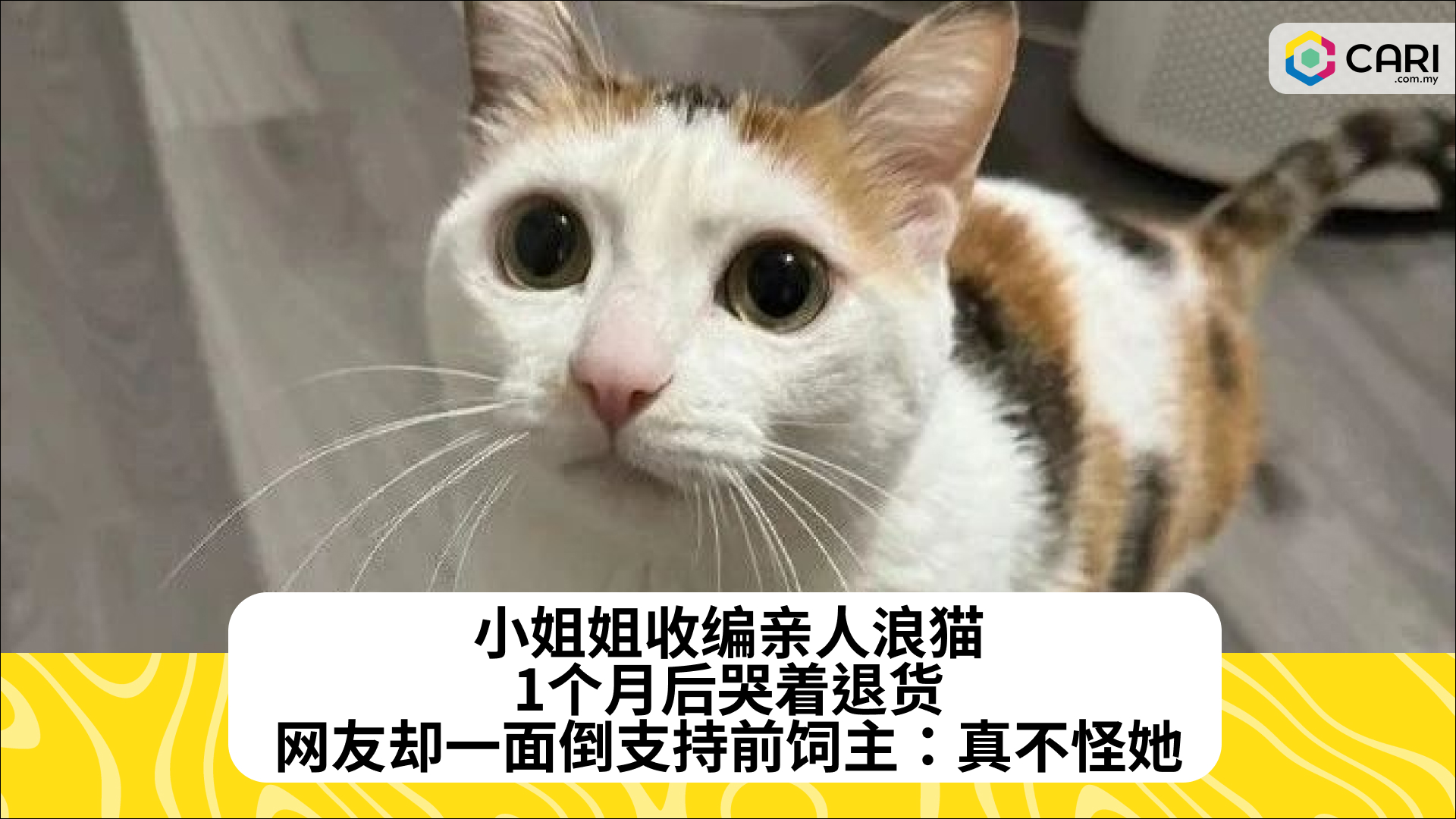 小姐姐收编亲人浪猫，1个月后哭着退货，网友却一面倒支持前饲主：真不怪她