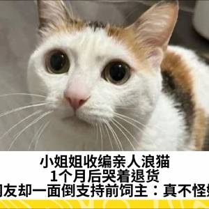 小姐姐收编亲人浪猫，1个月后哭着退货，网友却一面倒支持前饲主：真不怪她