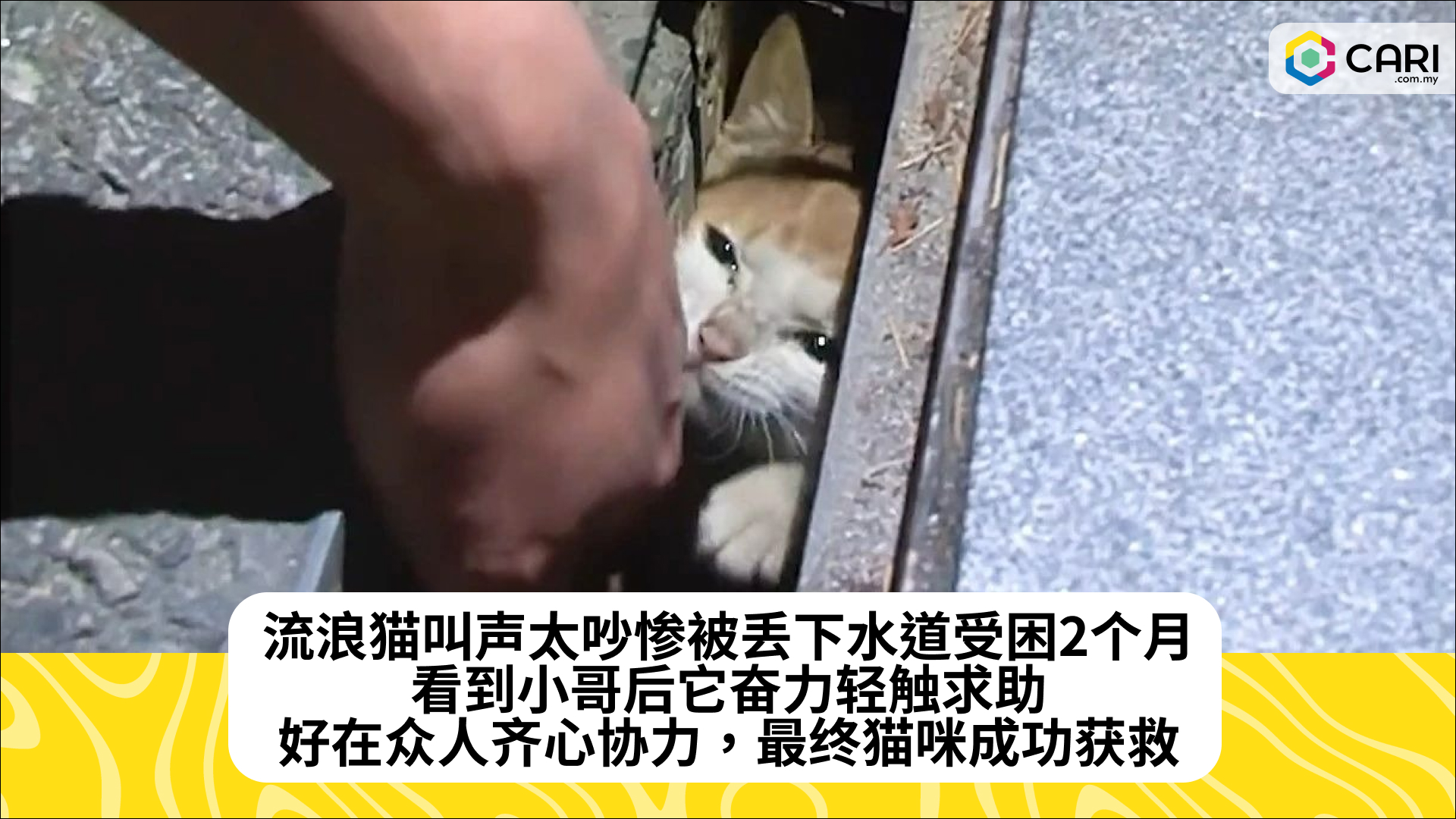 流浪猫叫声太吵惨被丢下水道受困2个月，看到小哥后它奋力轻触求助，好在众人齐心协力，最终猫咪成功获救