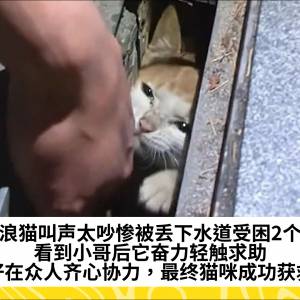 流浪猫叫声太吵惨被丢下水道受困2个月，看到小哥后它奋力轻触求助，好在众人齐心协力，最终猫咪成功获救
