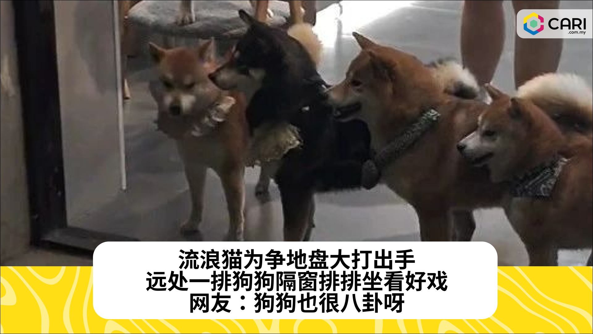 流浪猫为争地盘大打出手，远处一排狗狗隔窗排排坐看好戏，网友：狗狗也很八卦呀
