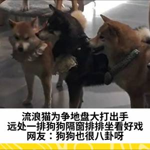 流浪猫为争地盘大打出手，远处一排狗狗隔窗排排坐看好戏，网友：狗狗也很八卦呀