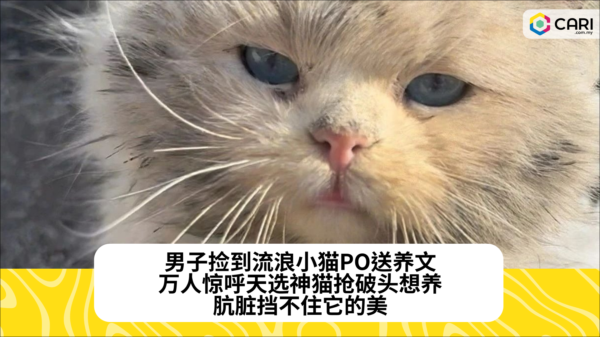 男子捡到流浪小猫PO送养文，万人惊呼天选神猫抢破头想养：肮脏挡不住它的美