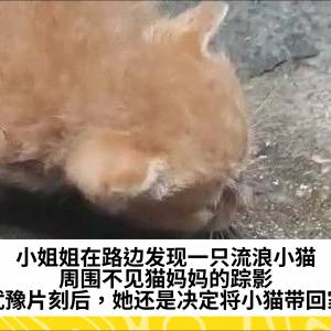 小姐姐在路边发现一只流浪小猫，周围不见猫妈妈的踪影，犹豫片刻后，她还是决定将小猫带回家