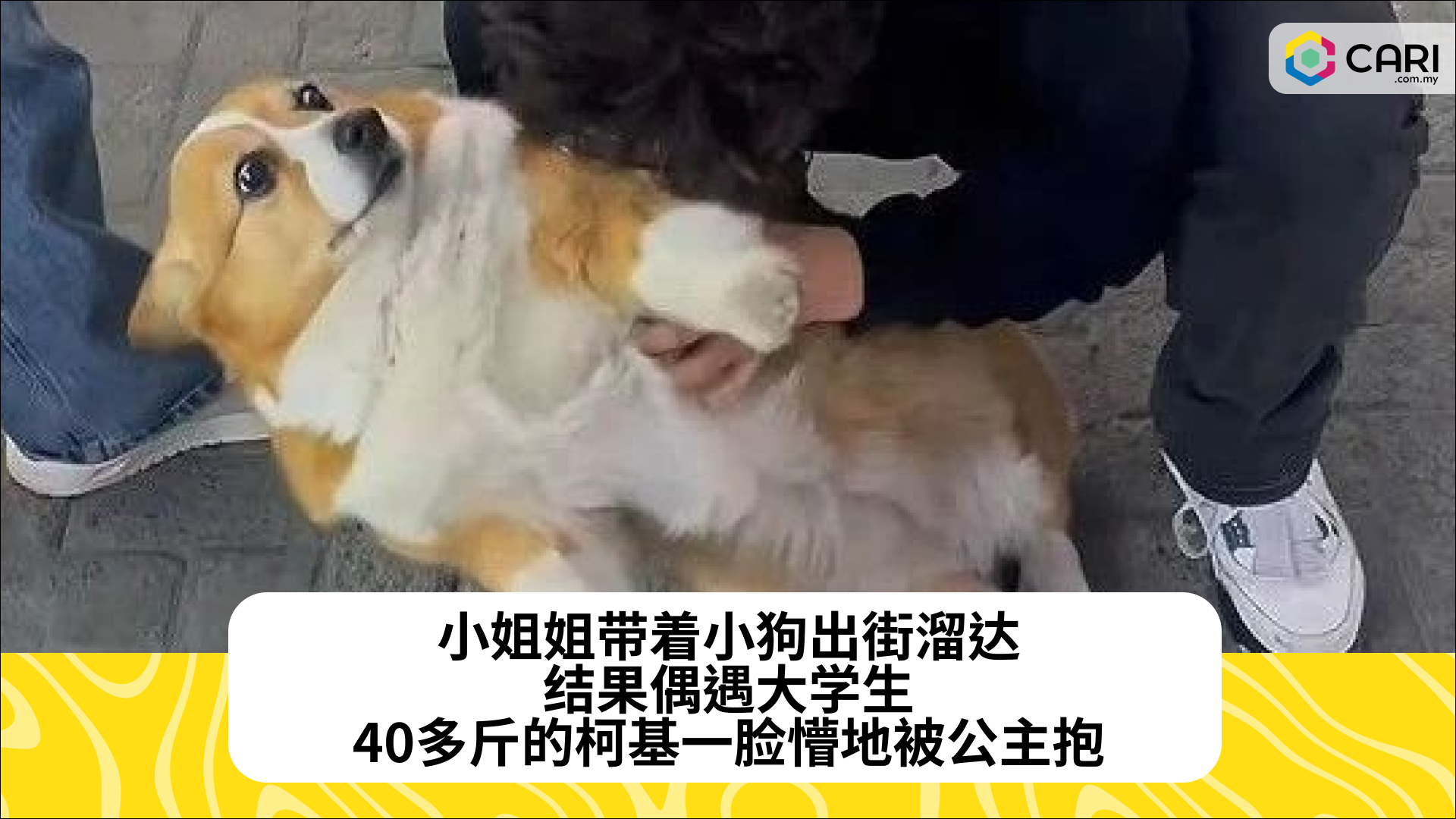 小姐姐带着小狗出街溜达，结果偶遇大学生，40多斤的柯基一脸懵地被公主抱