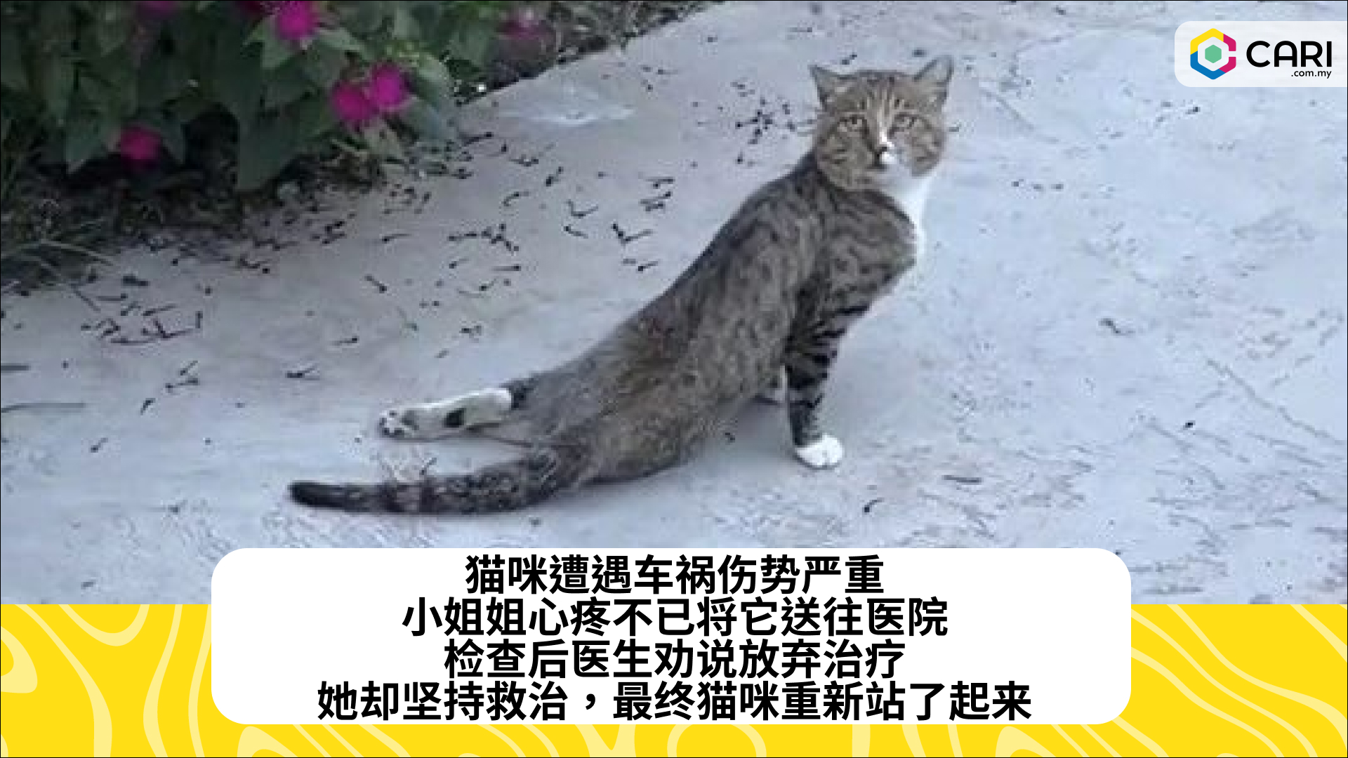 猫咪遭遇车祸伤势严重，小姐姐心疼不已将它送往医院，检查后医生劝说放弃治疗，她却坚持救治，最终猫咪重新站了起来