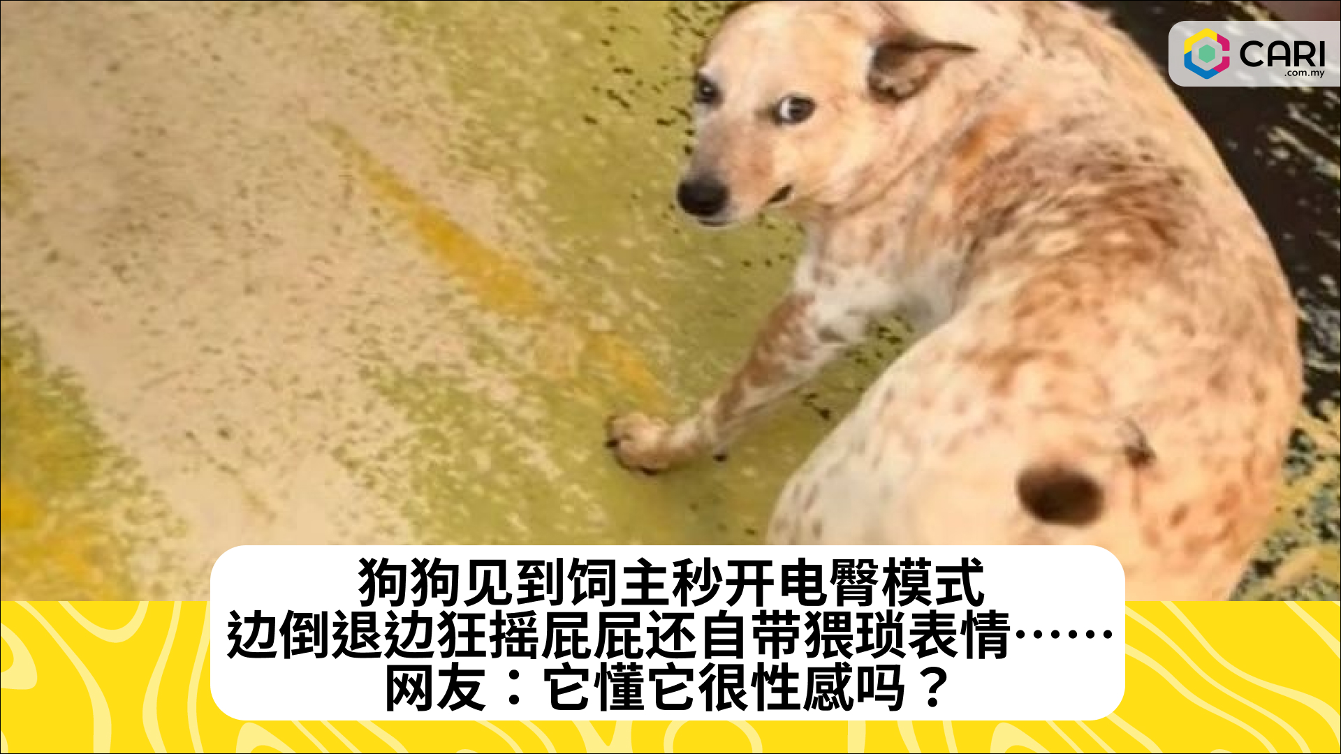狗狗见到饲主秒开电臀模式，边倒退边狂摇屁屁还自带猥琐表情……网友：它懂它很性感吗？