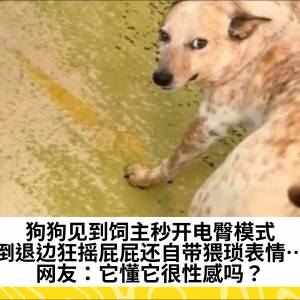 狗狗见到饲主秒开电臀模式，边倒退边狂摇屁屁还自带猥琐表情……网友：它懂它很性感吗？