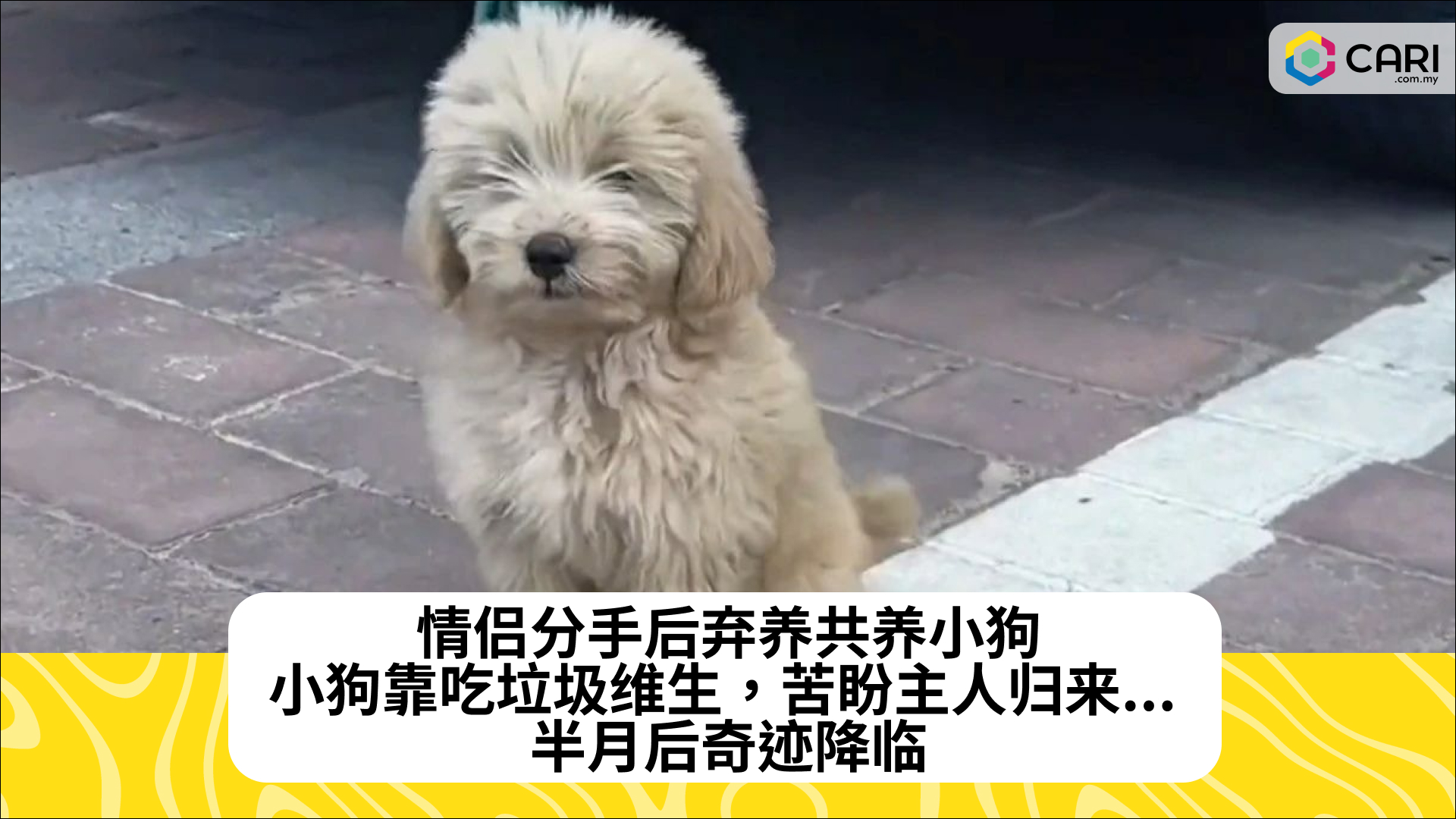 情侣分手后弃养共养小狗，小狗靠吃垃圾维生，苦盼主人归来... 半月后奇迹降临