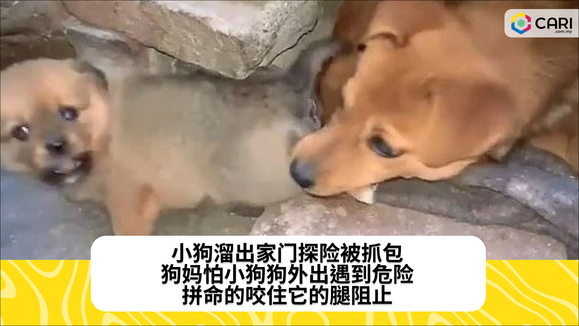 小狗溜出家门探险被抓包，狗妈怕小狗狗外出遇到危险，拼命的咬住它的腿阻止