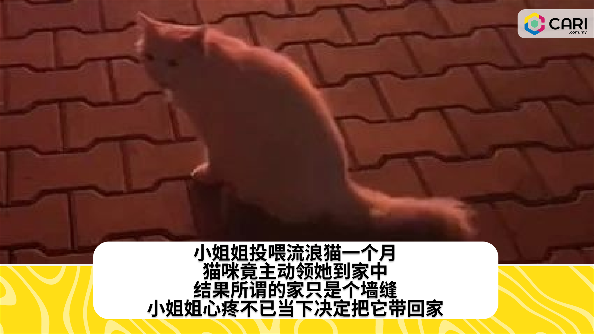 小姐姐投喂流浪猫一个月，猫咪竟主动领她到家中，结果所谓的家只是个墙缝，小姐姐心疼不已当下决定把它带回家