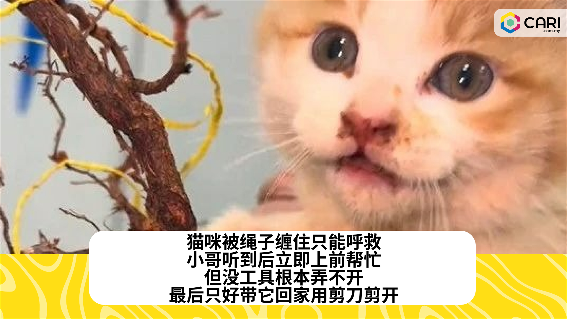猫咪被绳子缠住只能呼救，小哥听到后立即上前帮忙，但没工具根本弄不开，最后只好带它回家用剪刀剪开