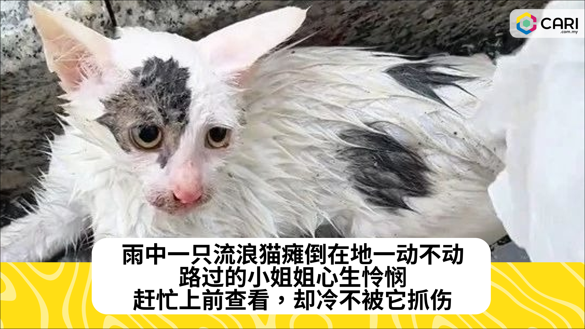 雨中一只流浪猫瘫倒在地一动不动，路过的小姐姐心生怜悯，赶忙上前查看，却冷不被它抓伤