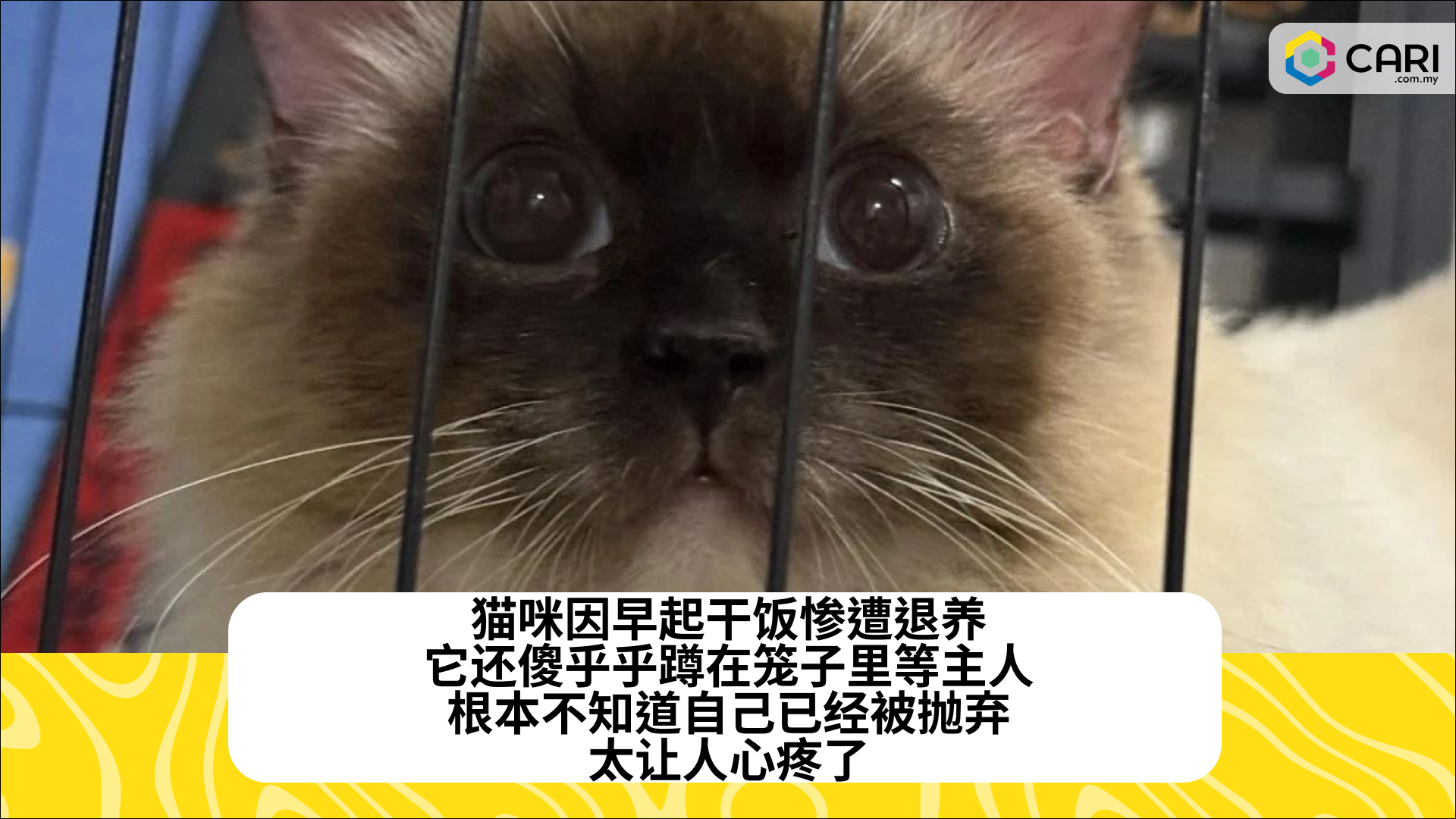 猫咪因早起干饭惨遭退养，它还傻乎乎蹲在笼子里等主人，根本不知道自己已经被抛弃，太让人心疼了