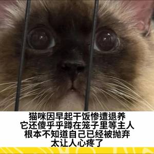 猫咪因早起干饭惨遭退养，它还傻乎乎蹲在笼子里等主人，根本不知道自己已经被抛弃，太让人心疼了