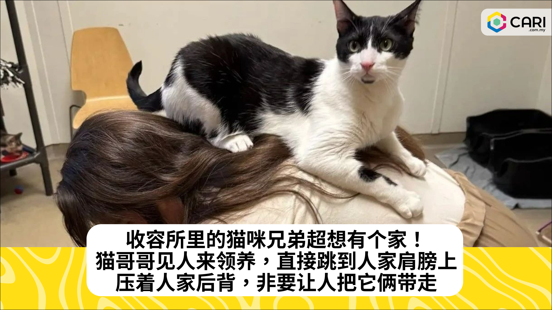 收容所里的猫咪兄弟超想有个家！猫哥哥见人来领养，直接跳到人家肩膀上，压着人家后背，非要让人把它俩带走