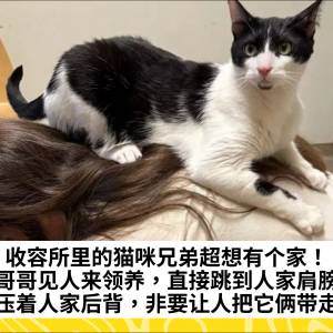 收容所里的猫咪兄弟超想有个家！猫哥哥见人来领养，直接跳到人家肩膀上，压着人家后背，非要让人把它俩带走