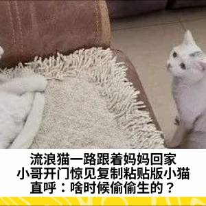 流浪猫一路跟着妈妈回家，小哥开门惊见复制粘贴版小猫，直呼：啥时候偷偷生的？