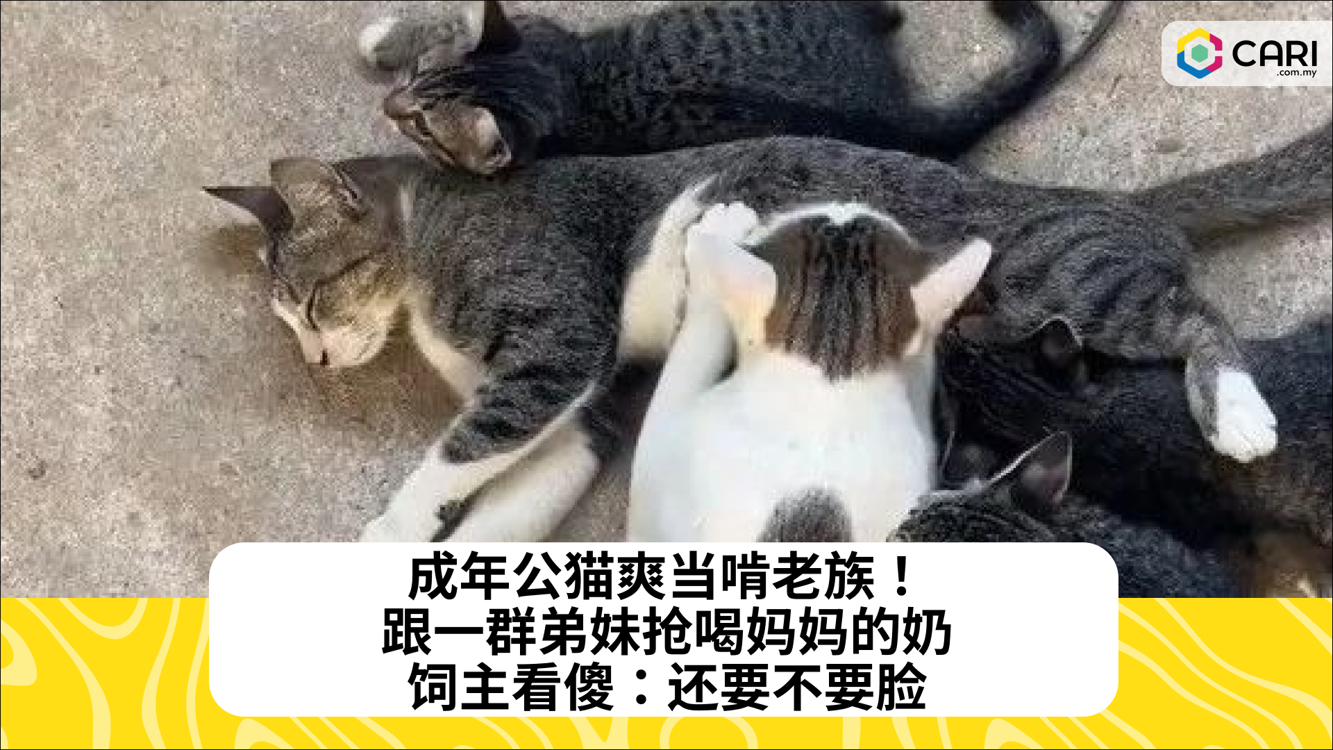 成年公猫爽当啃老族！跟一群弟妹抢喝妈妈的奶，饲主看傻：还要不要脸