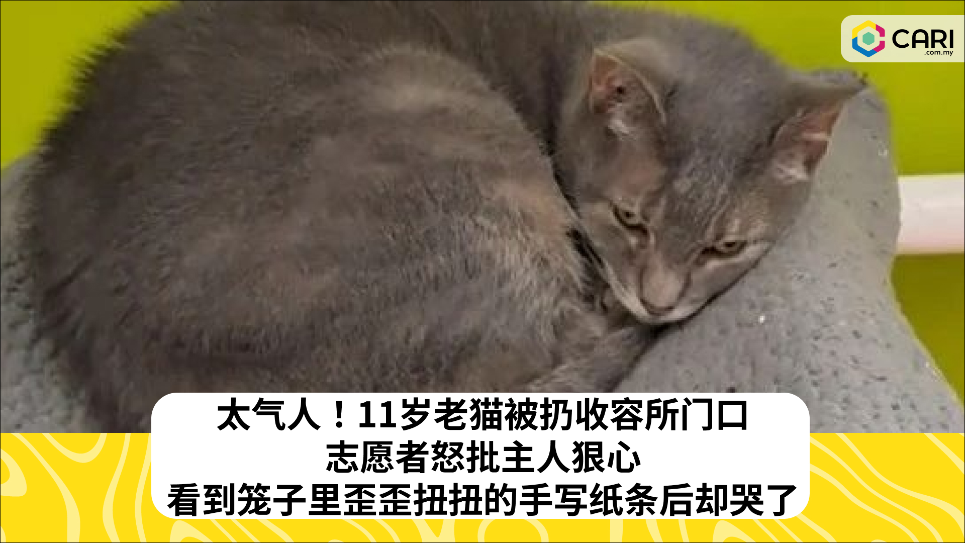 太气人！11岁老猫被扔收容所门口，志愿者怒批主人狠心，看到笼子里歪歪扭扭的手写纸条后却哭了