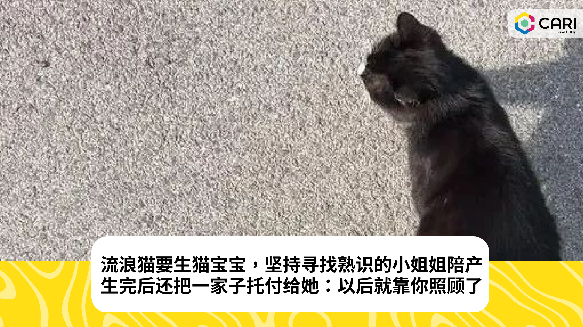 流浪猫要生猫宝宝，坚持寻找熟识的小姐姐陪产，生完后还把一家子托付给她：以后就靠你照顾了