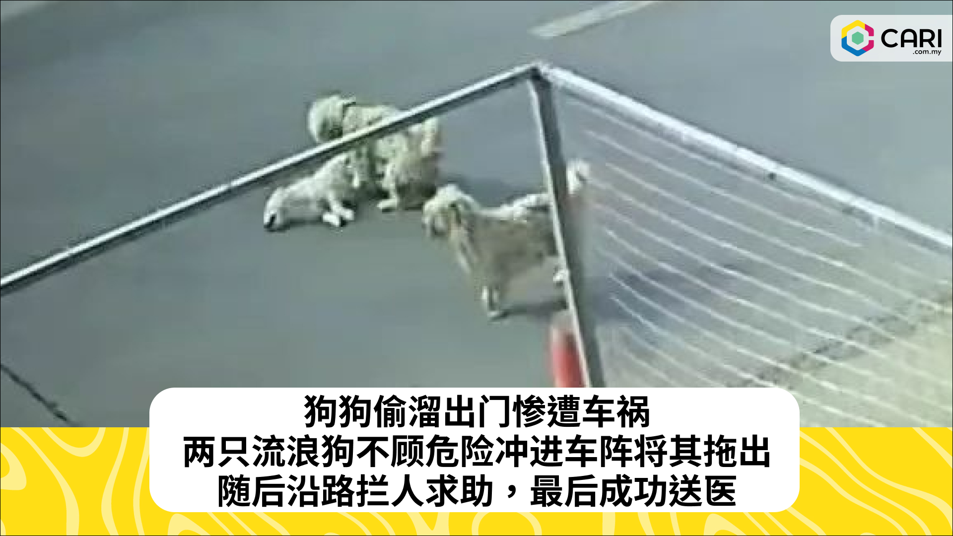 狗狗偷溜出门惨遭车祸，两只流浪狗不顾危险冲进车阵将其拖出，随后沿路拦人求助，最后成功送医