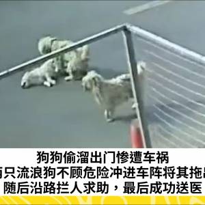狗狗偷溜出门惨遭车祸，两只流浪狗不顾危险冲进车阵将其拖出，随后沿路拦人求助，最后成功送医