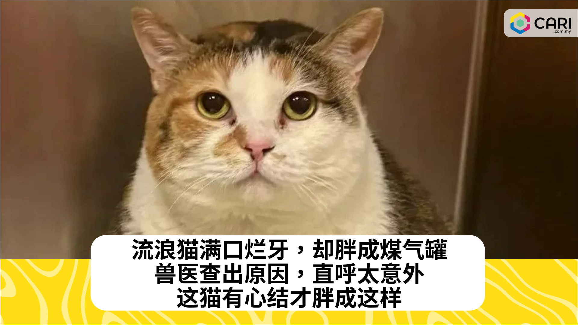 流浪猫满口烂牙，却胖成煤气罐，兽医查出原因，直呼太意外：这猫有心结才胖成这样