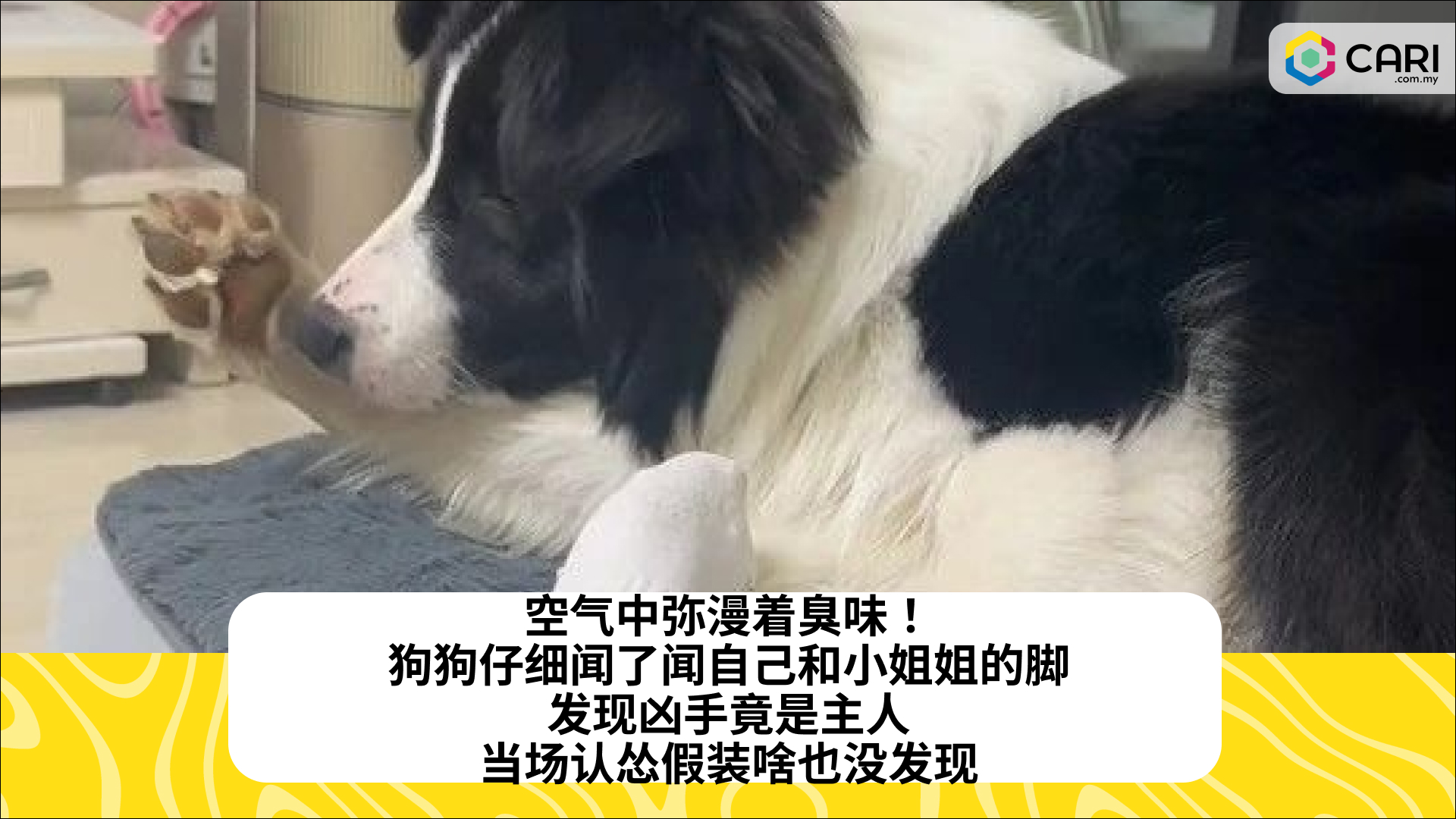 空气中弥漫着臭味！狗狗仔细闻了闻自己和小姐姐的脚，发现凶手竟是主人，当场认怂假装啥也没发现