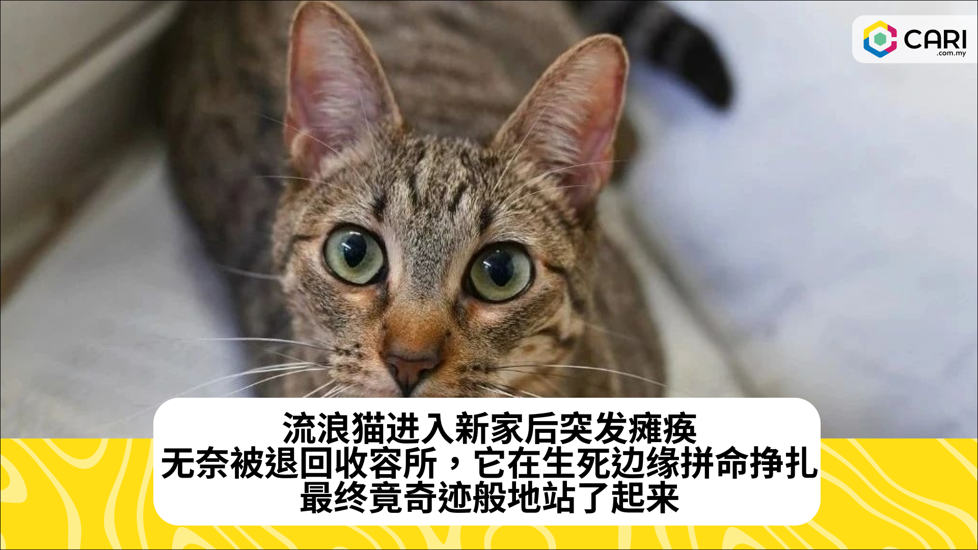 流浪猫进入新家后突发瘫痪，无奈被退回收容所，它在生死边缘拼命挣扎，最终竟奇迹般地站了起来