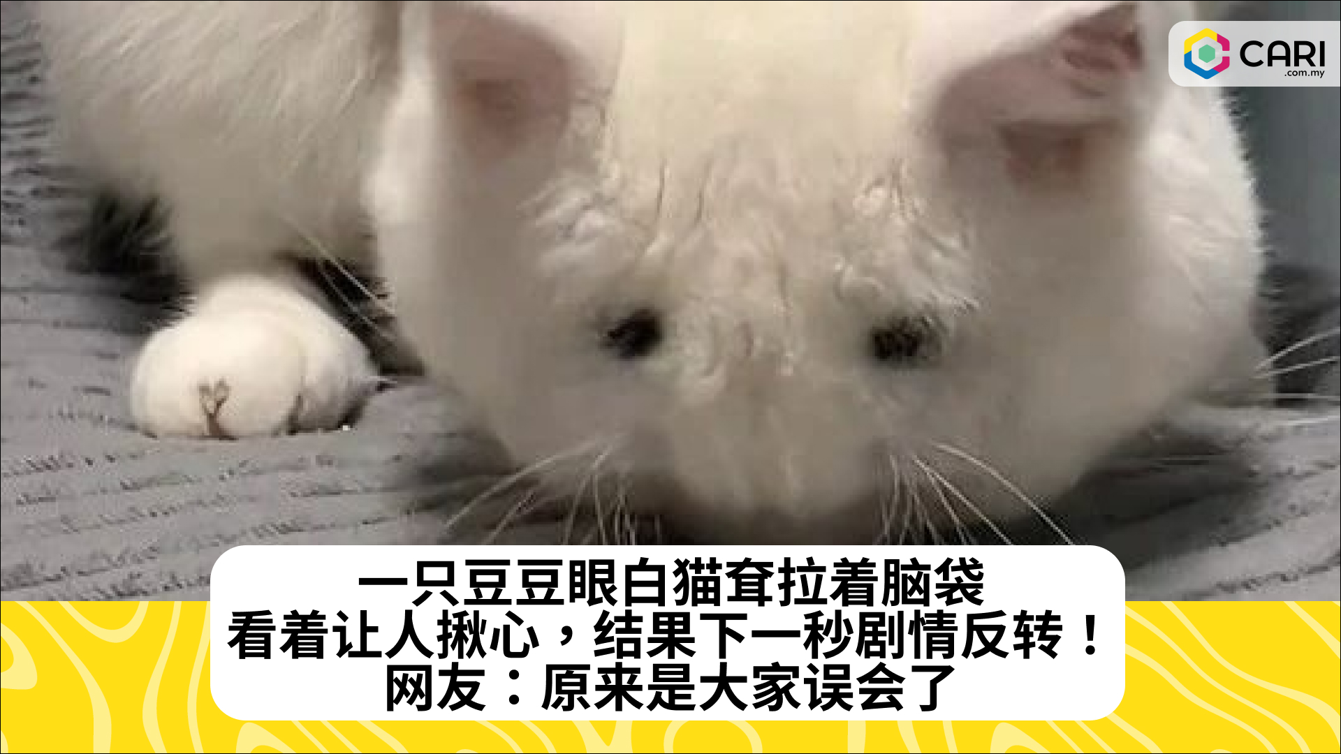 一只豆豆眼白猫耷拉着脑袋，看着让人揪心，结果下一秒剧情反转！网友：原来是大家误会了