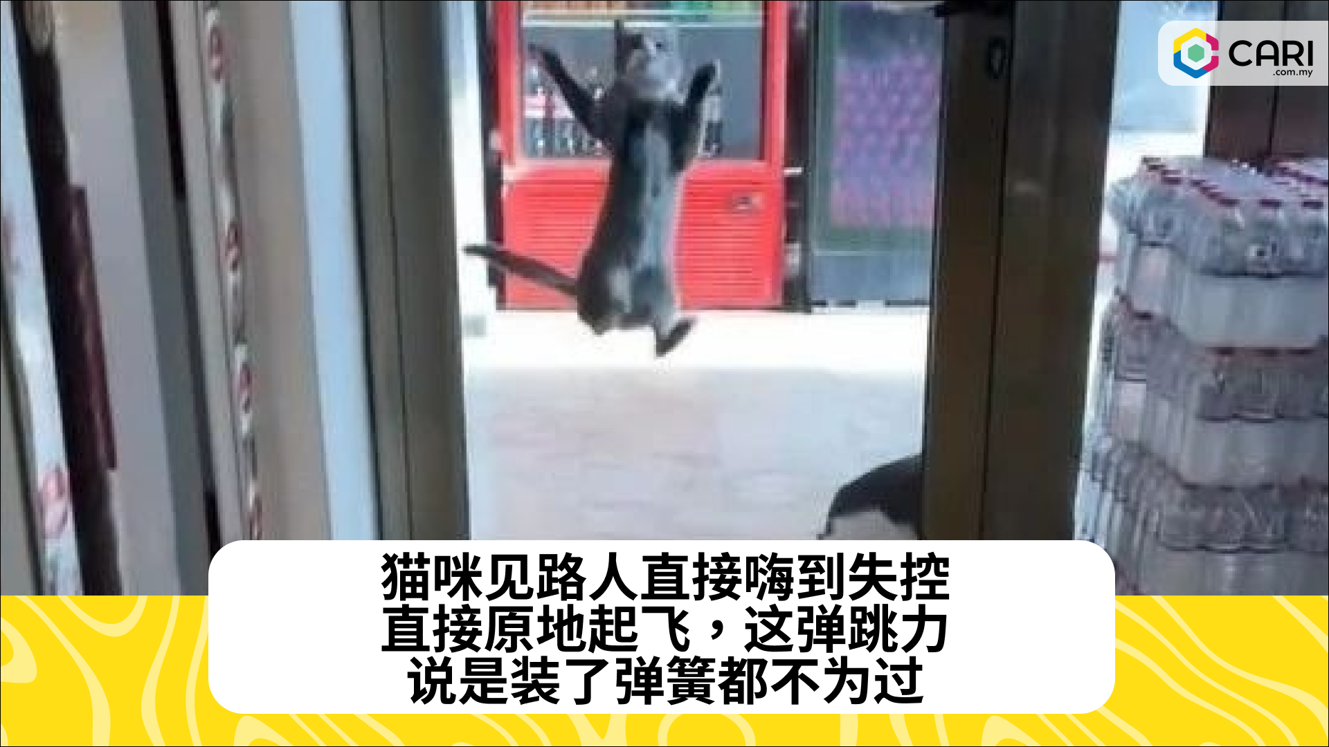 猫咪见路人直接嗨到失控，直接原地起飞，这弹跳力，说是装了弹簧都不为过