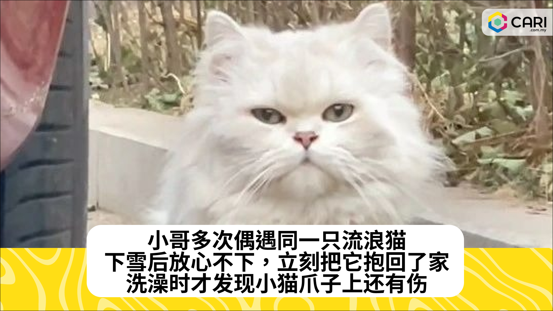 小哥多次偶遇同一只流浪猫，下雪后放心不下，立刻把它抱回了家，洗澡时才发现小猫爪子上还有伤