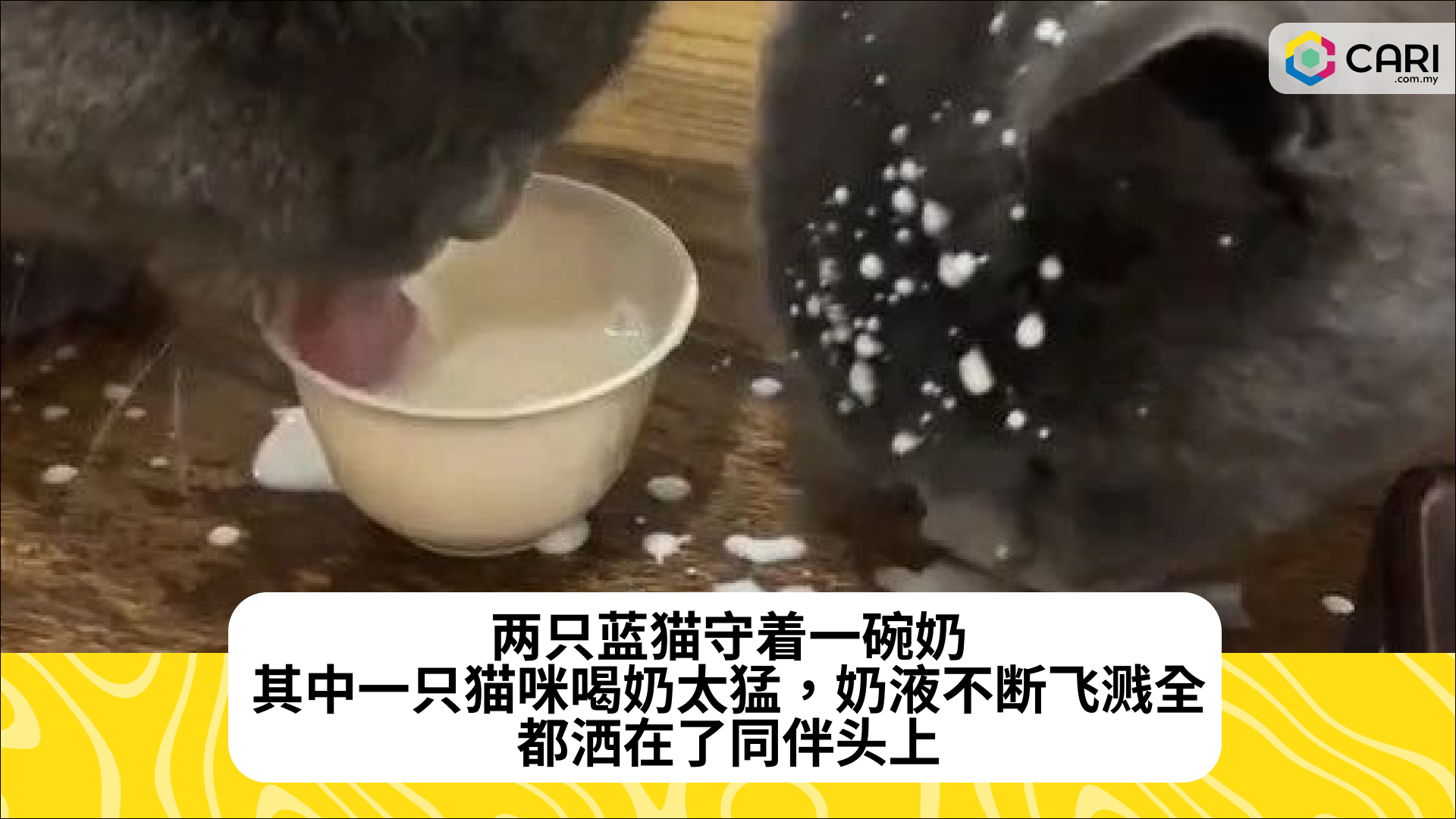 两只蓝猫守着一碗奶，其中一只猫咪喝奶太猛，奶液不断飞溅，全都洒在了同伴头上​