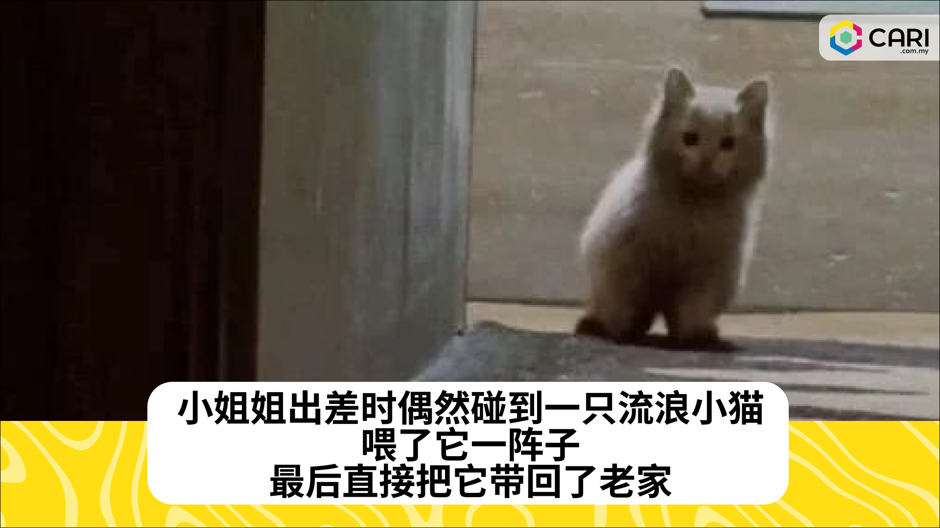 小姐姐出差时偶然碰到一只流浪小猫，喂了它一阵子，最后直接把它带回了老家