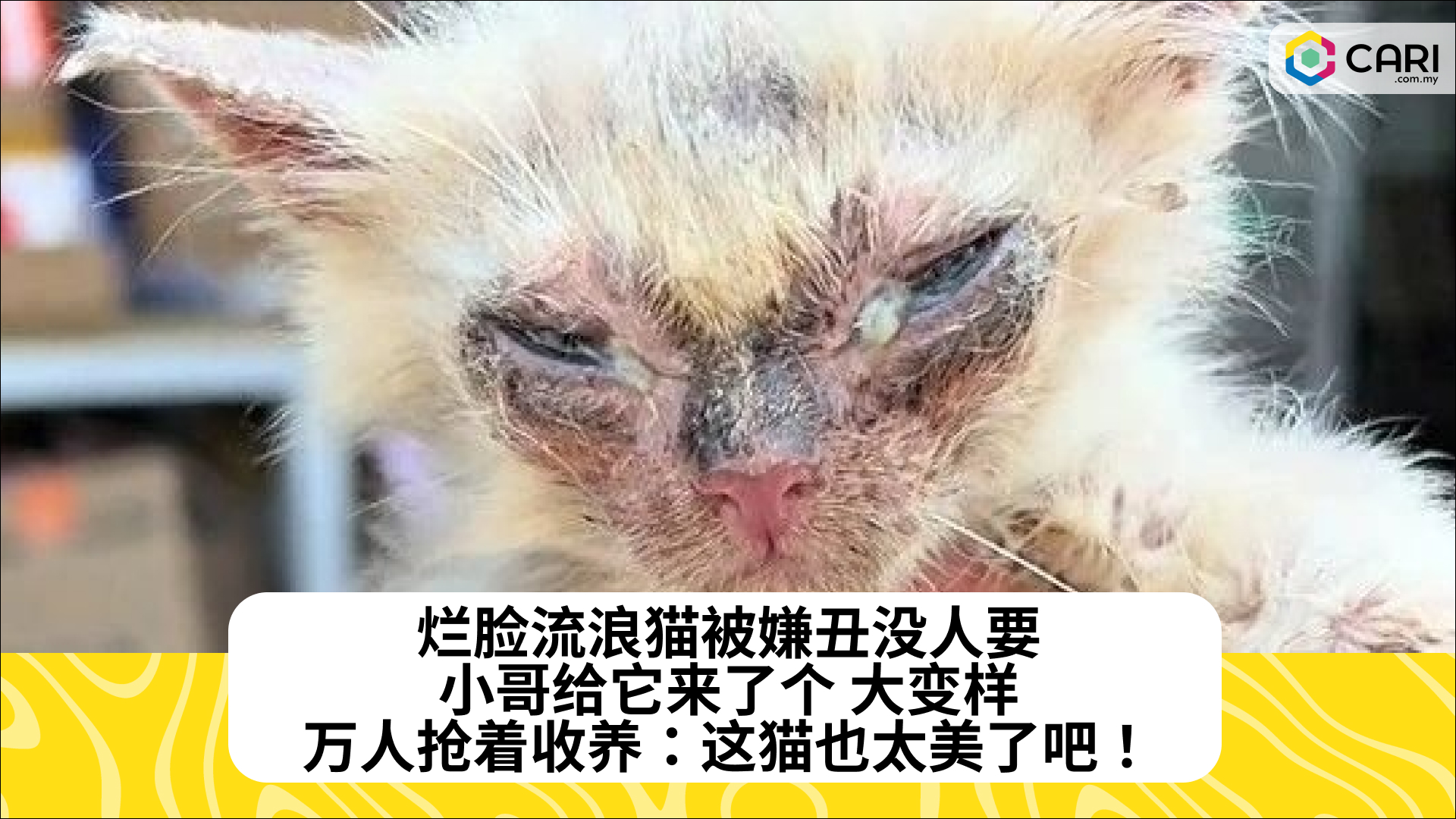 烂脸流浪猫被嫌丑没人要，小哥给它来了个 大变样，万人抢着收养：这猫也太美了吧！