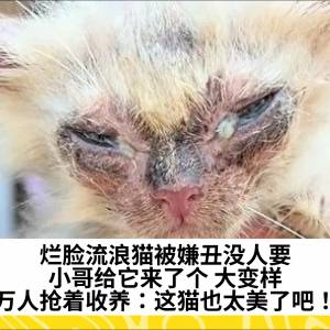 烂脸流浪猫被嫌丑没人要，小哥给它来了个 大变样，万人抢着收养：这猫也太美了吧！
