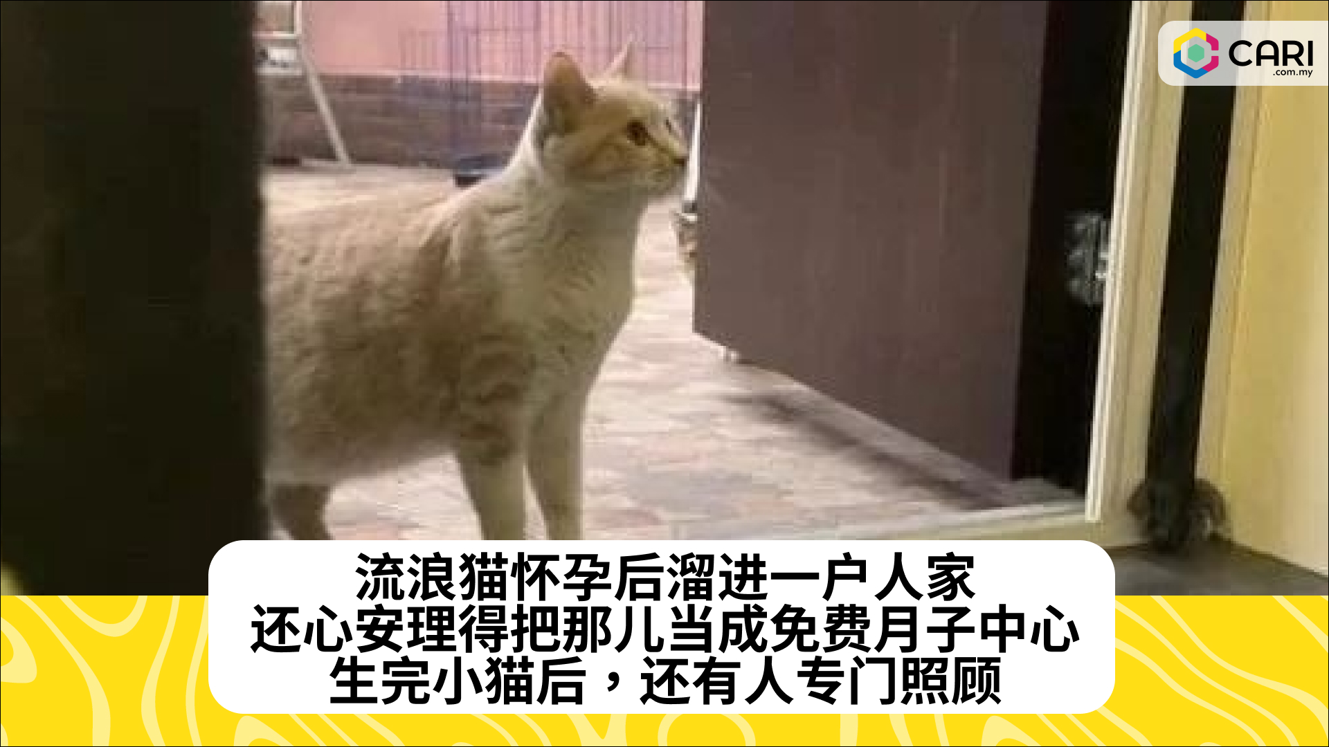 流浪猫怀孕后溜进一户人家，还心安理得把那儿当成免费月子中心，生完小猫后，还有人专门照顾