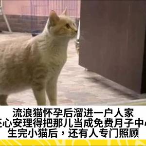 流浪猫怀孕后溜进一户人家，还心安理得把那儿当成免费月子中心，生完小猫后，还有人专门照顾