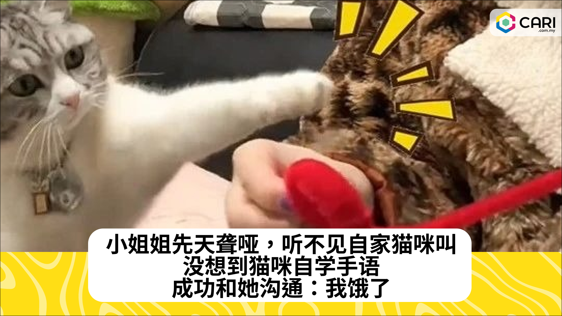 小姐姐先天聋哑，听不见自家猫咪叫，没想到猫咪自学手语，成功和她沟通：我饿了