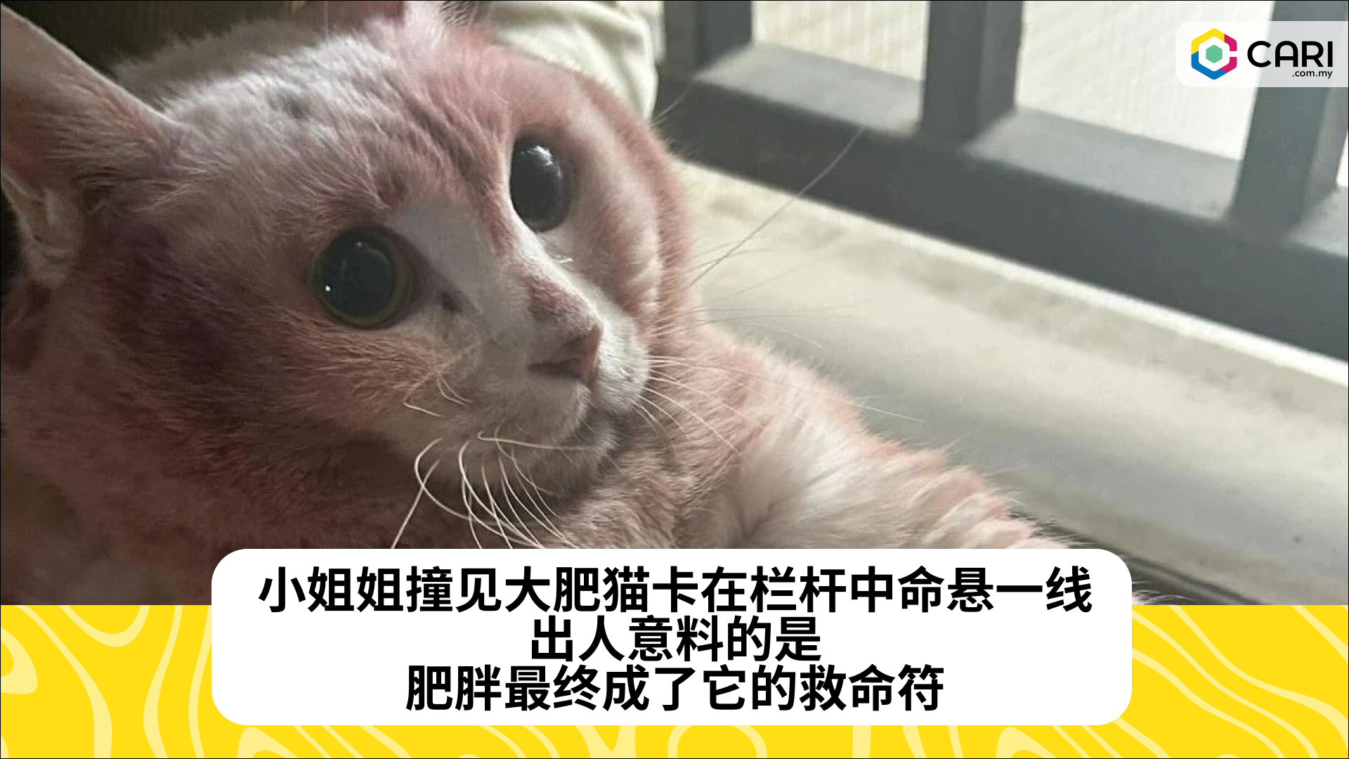 小姐姐撞见大肥猫卡在栏杆中命悬一线，出人意料的是，肥胖最终成了它的救命符