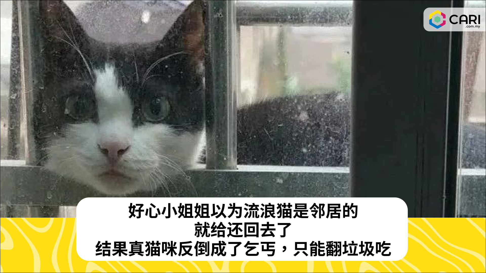 好心小姐姐以为流浪猫是邻居的，就给还回去了，结果真猫咪反倒成了乞丐，只能翻垃圾吃