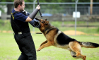 On Defense K9 - The Best in Protection Dogs